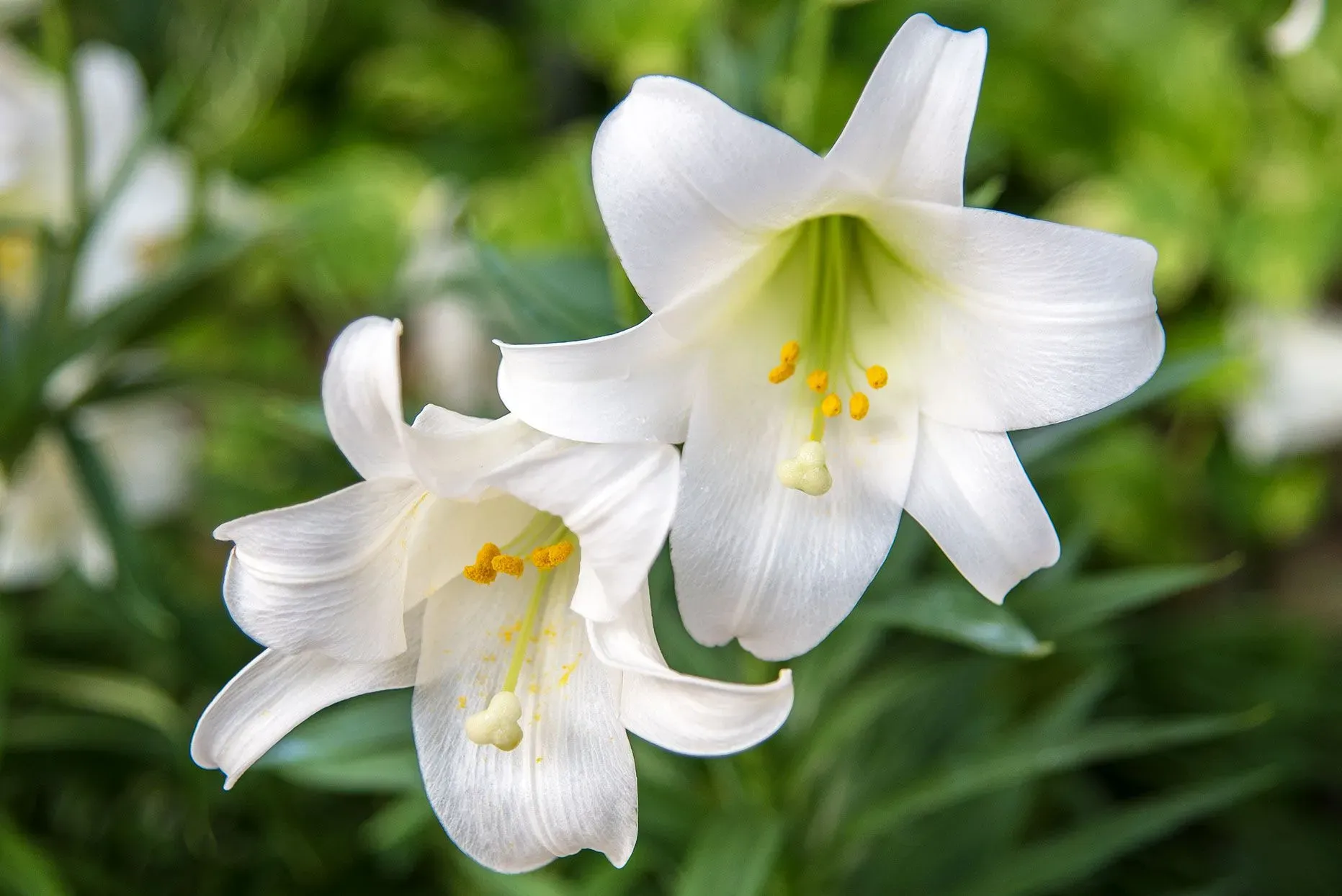 10 Amazing Facts About Longiflorum Lilies You Won't Believe