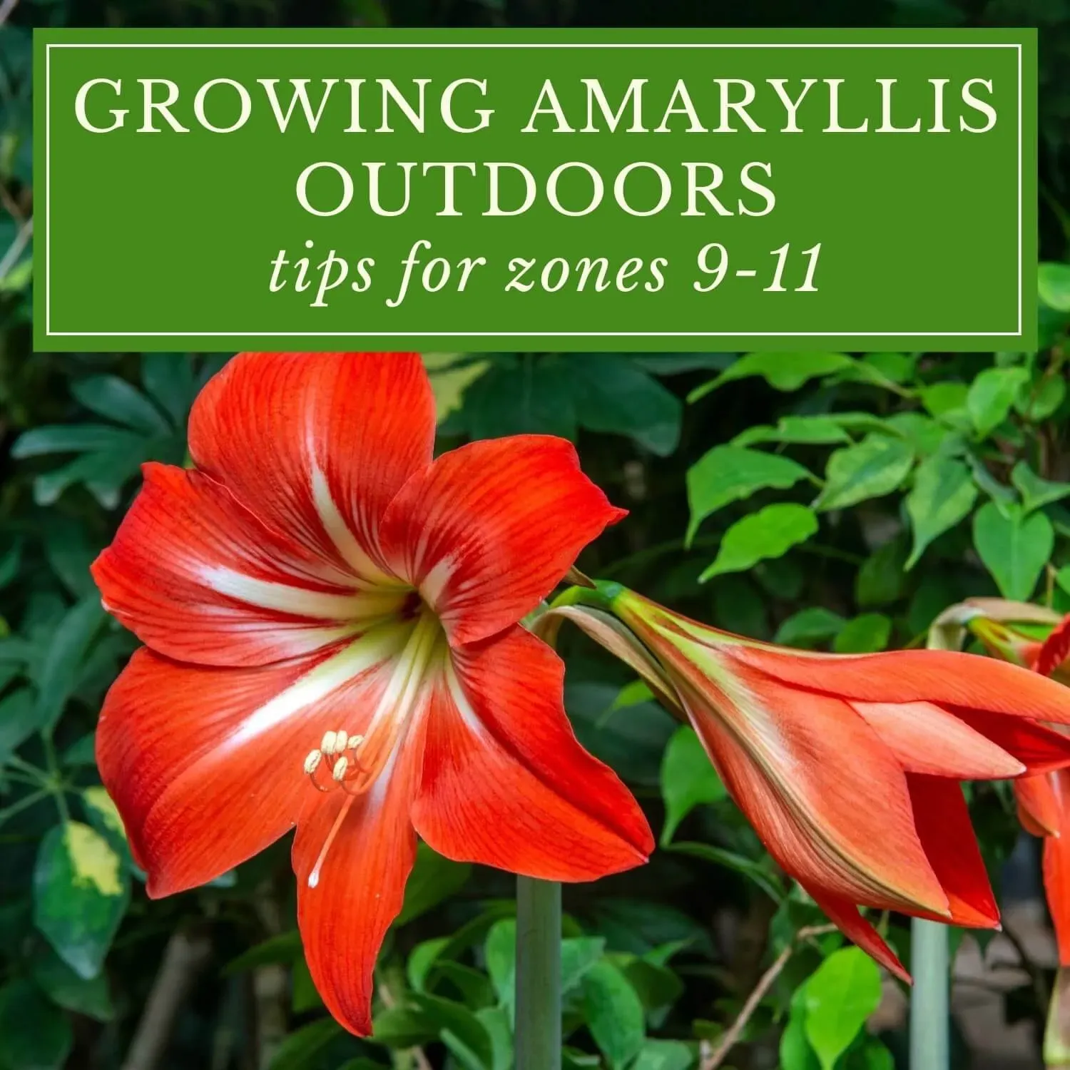 10 Amazing Tips For Growing Lily Bulbs In Your Garden - Lilyflower