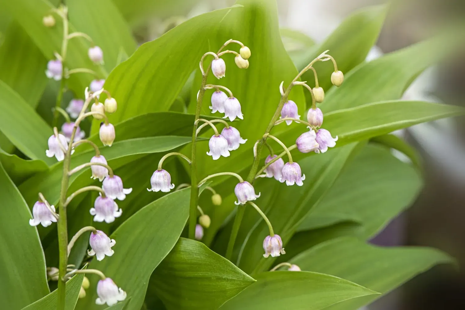 10 Tips For Growing Scentsed Lilies In Your Garden