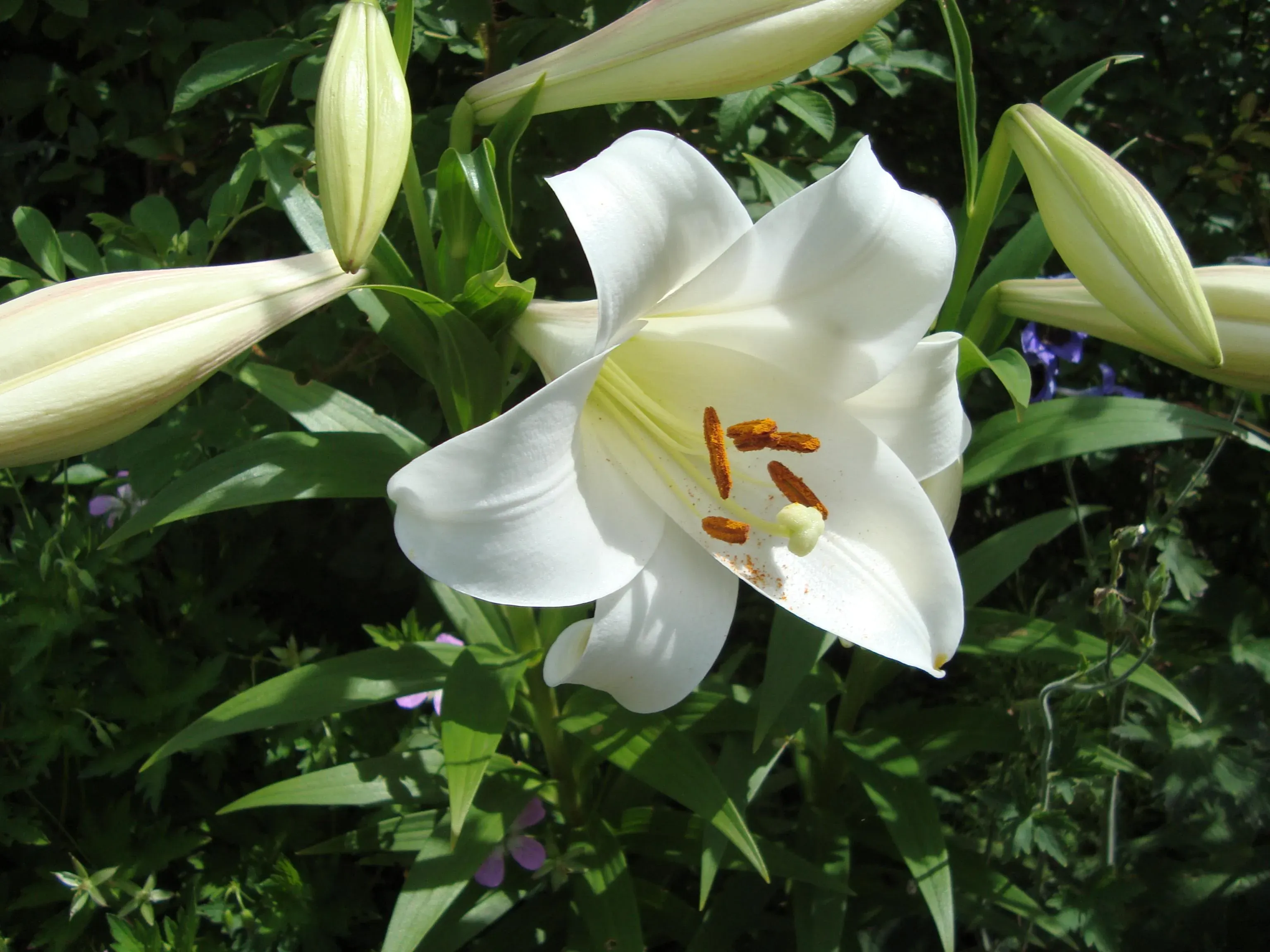 Amazing Asiatic Lilies: A Gardener's Guide