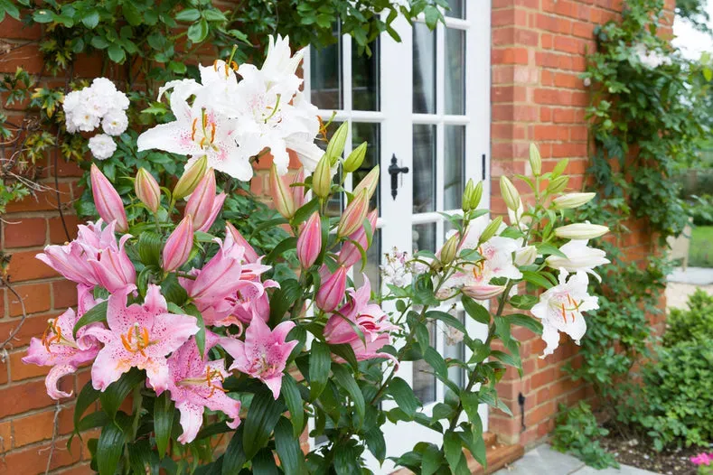 Amazing Asiatic Lilies: A Gardener's Guide - Lilyflower