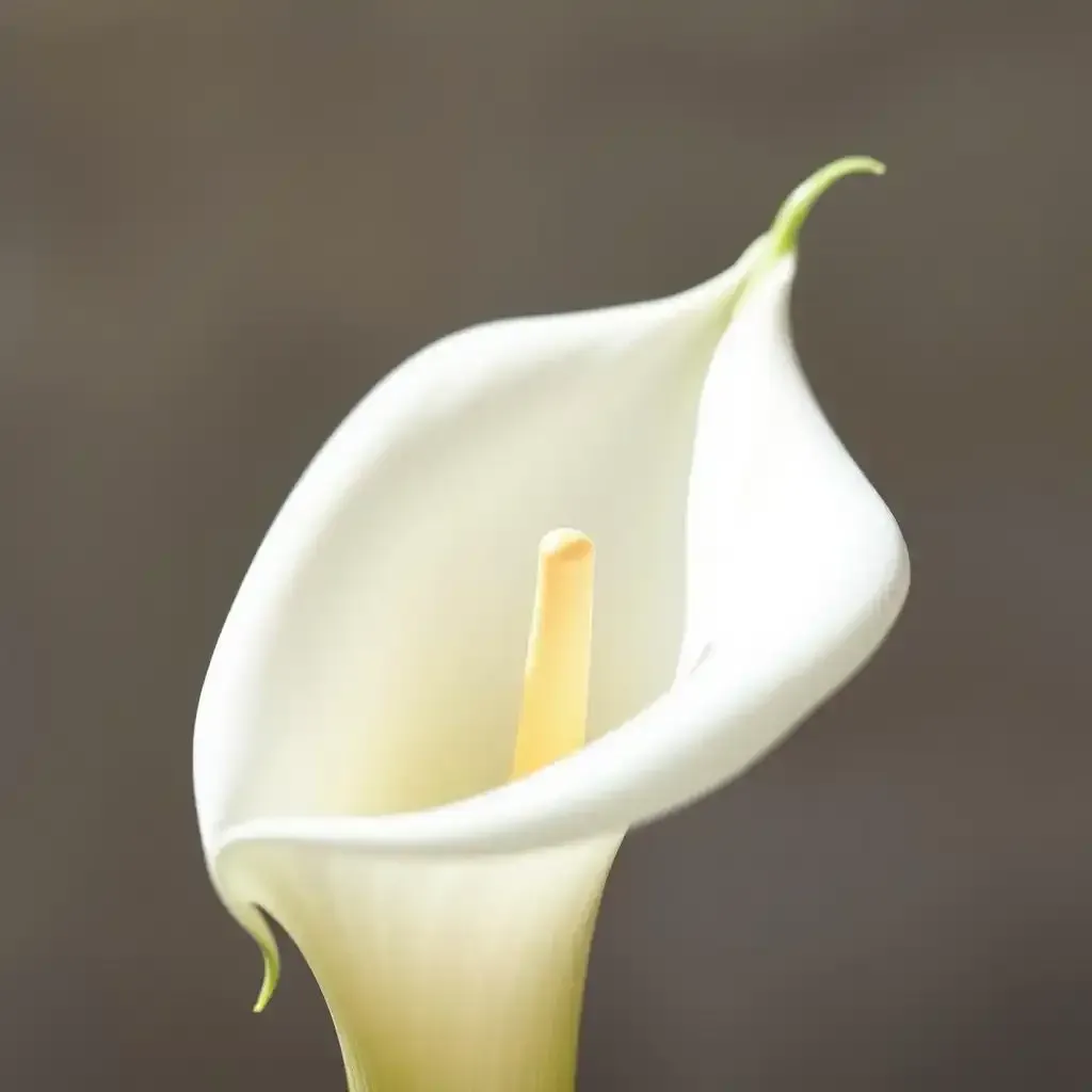 Amazing Calla Lily Alcatraz Flower - Lilyflower