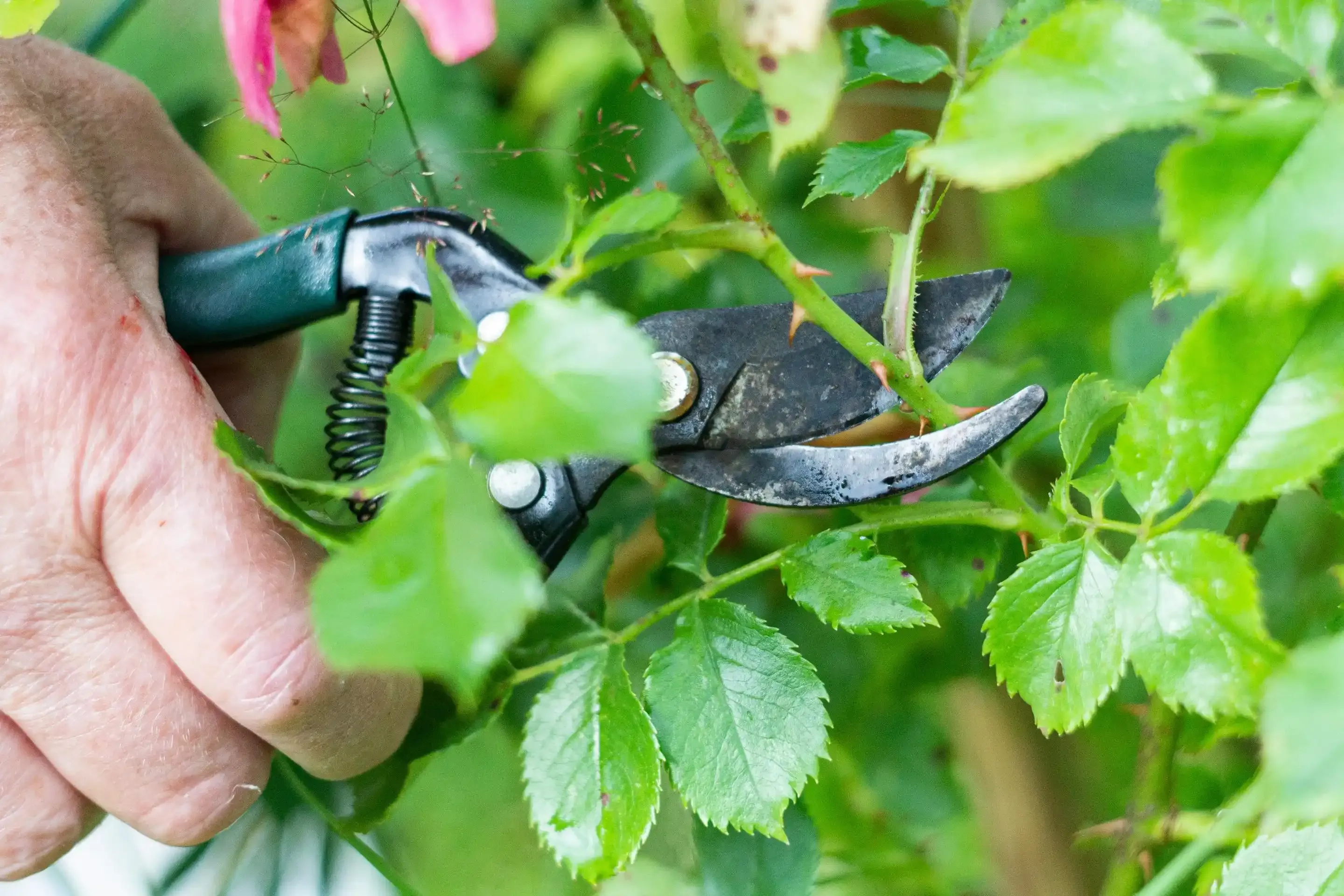 Amazing Cut Flower Care: Ultimate Guide