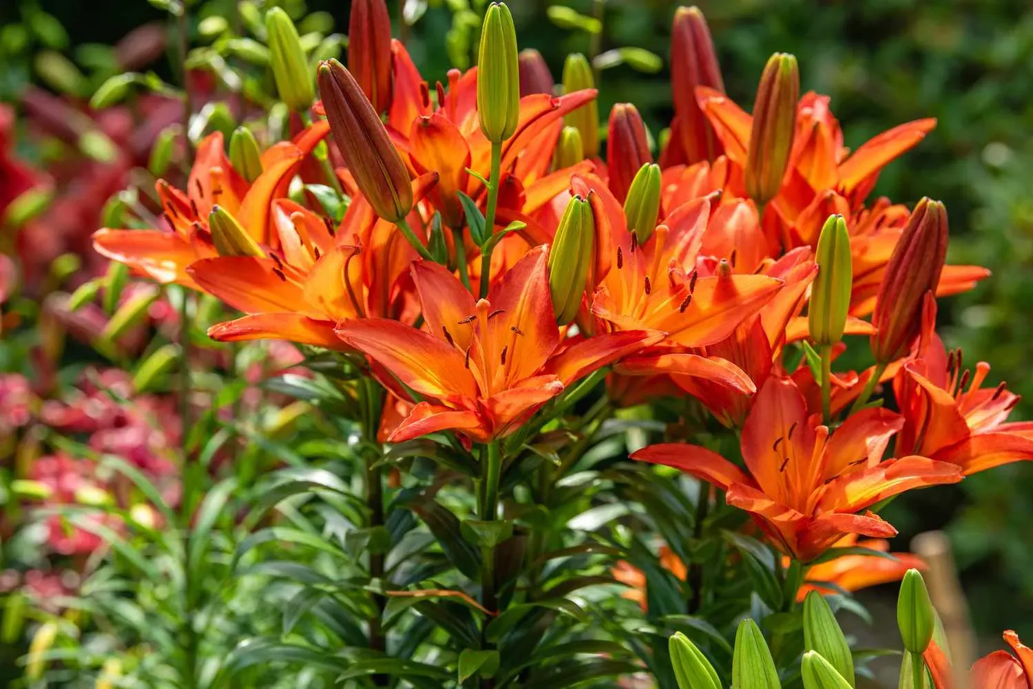 Amazing Dwarf Lilies: A Gardener's Guide