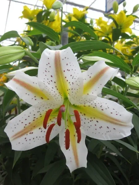 Amazing Dwarf Lilies: A Gardener's Guide - Lilyflower