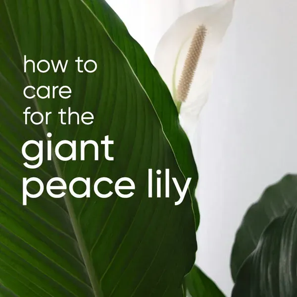 Amazing Lily Care Guide: Ultimate Tips