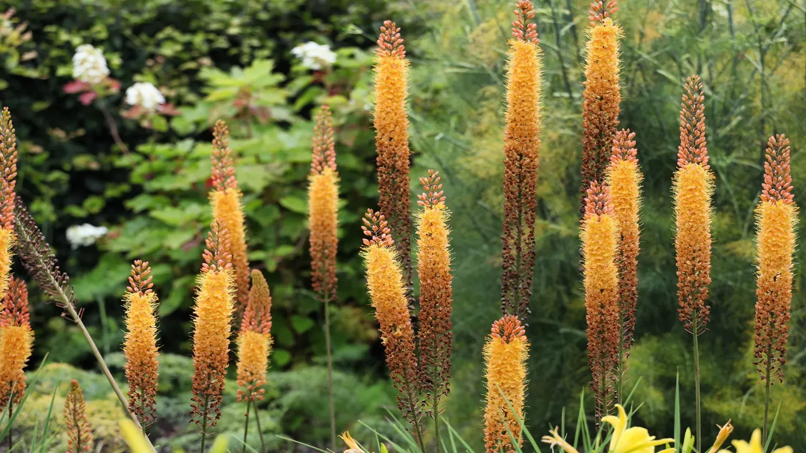 Amazing Tall Lilies: A Gardener's Guide