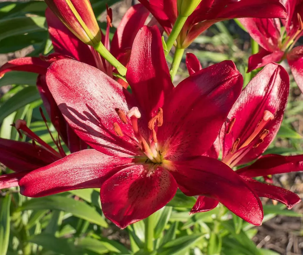 Asiatic Lilies A Garden Favorite