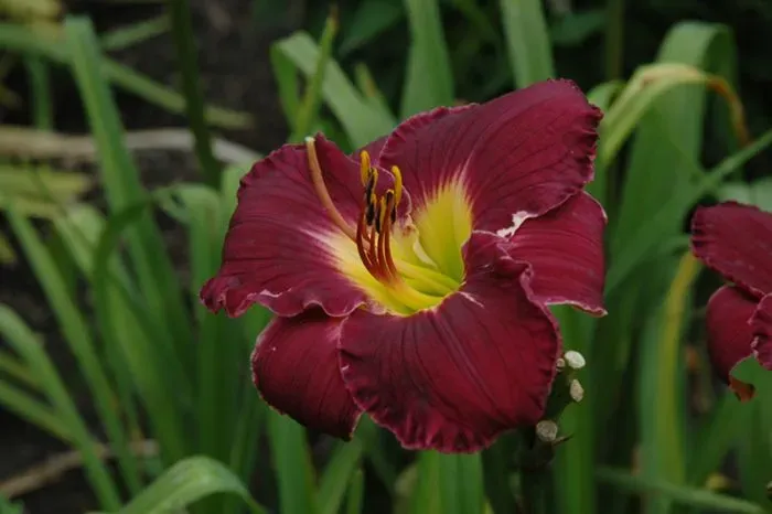 Beautiful Blooms Styling Your Container Lilies For Maximum Impact