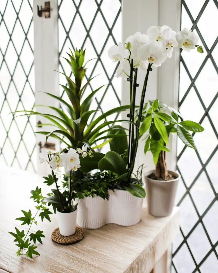 Benefits Of Using Humidity Trays In Indoor Spaces