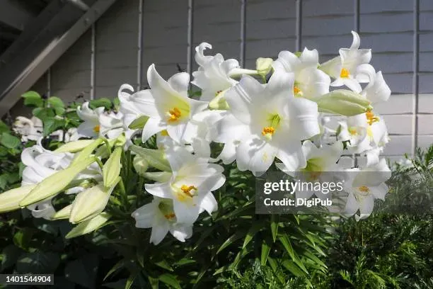 Candidum Lilies A Timeless Beauty