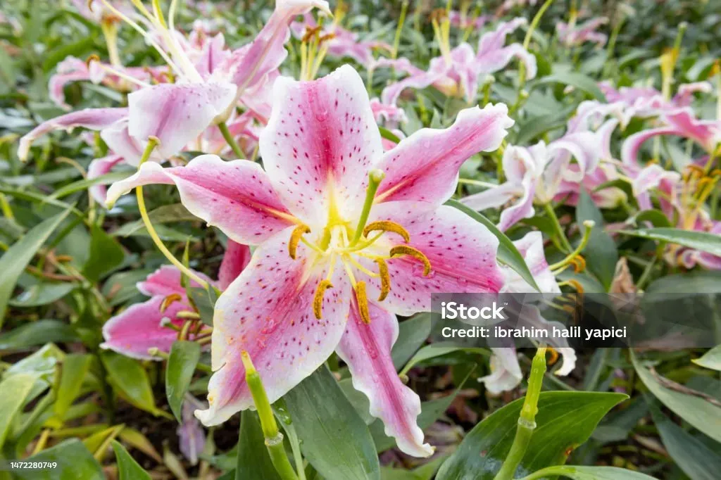 Candidum Lilies In Art And Literature