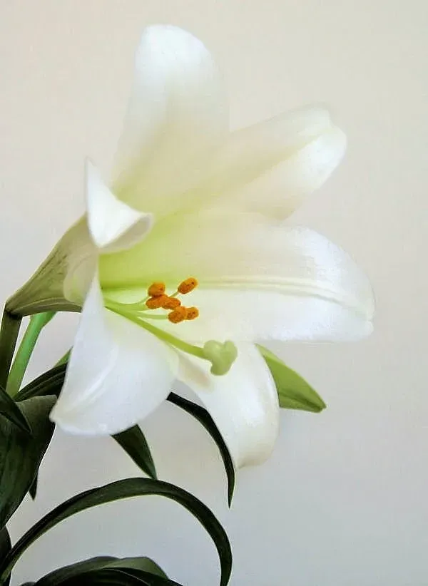 Caring For Your Longiflorum Lilies