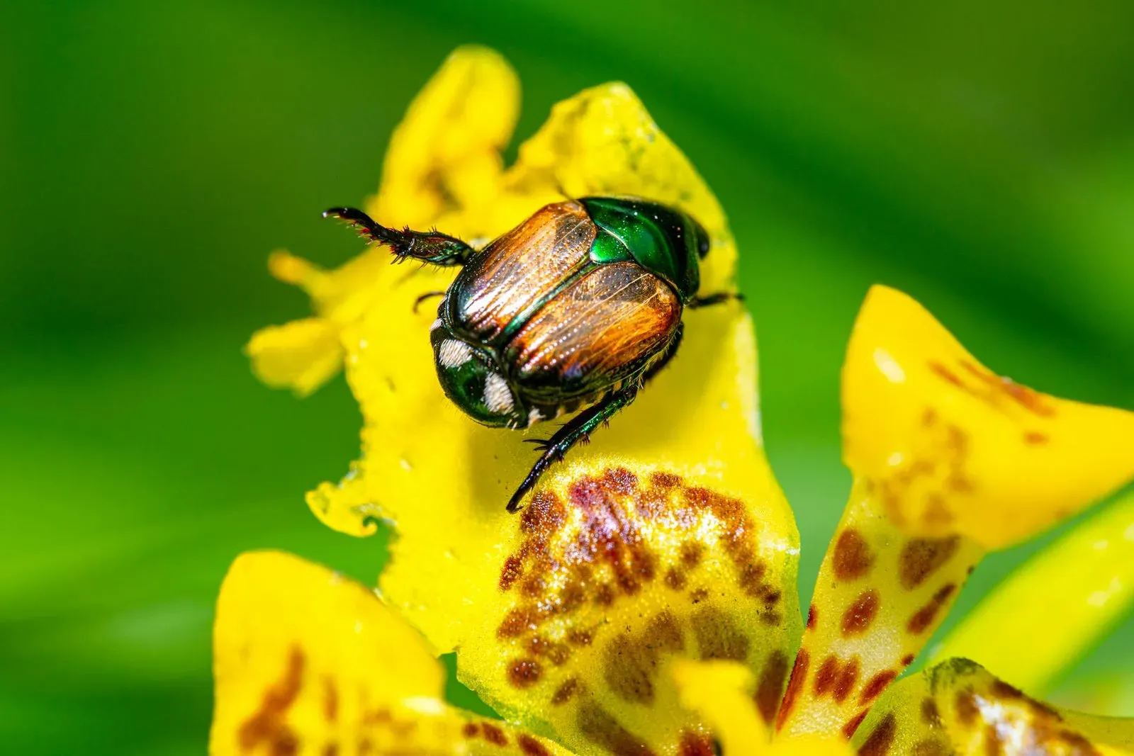 Characteristics And Varieties Of Japanese Lilies