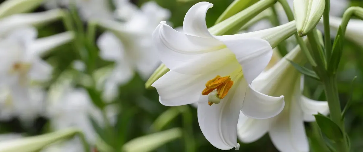 Choosing The Perfect Pollenfree Lilies For Your Home