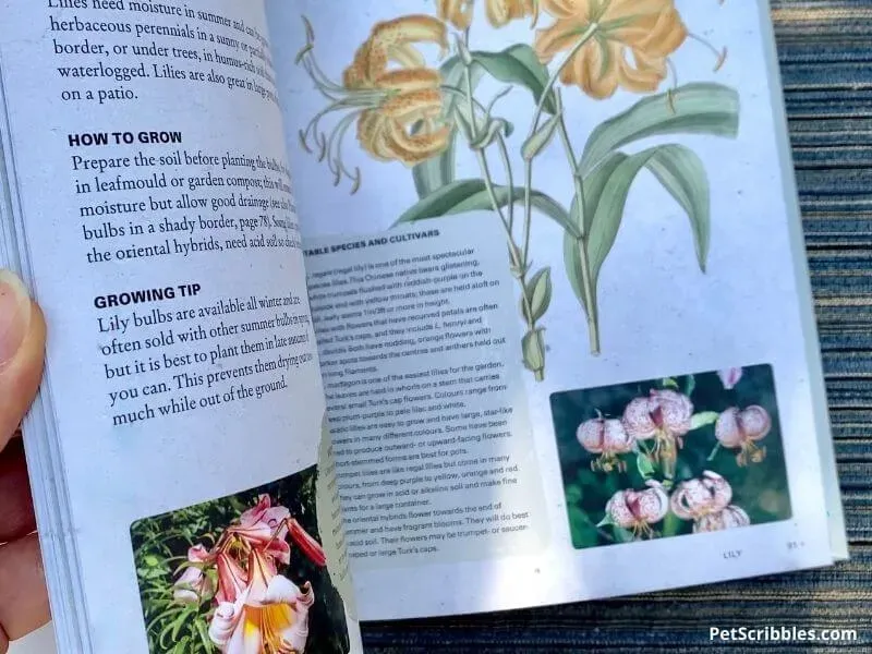 Choosing The Right Border Lilies For Your Garden