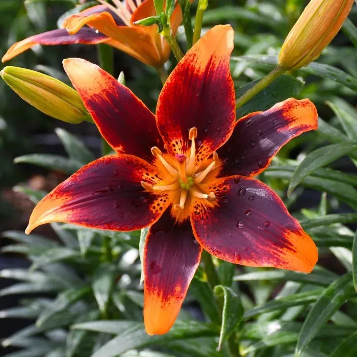 Common Issues And Solutions For Growing Asiatic Lilies