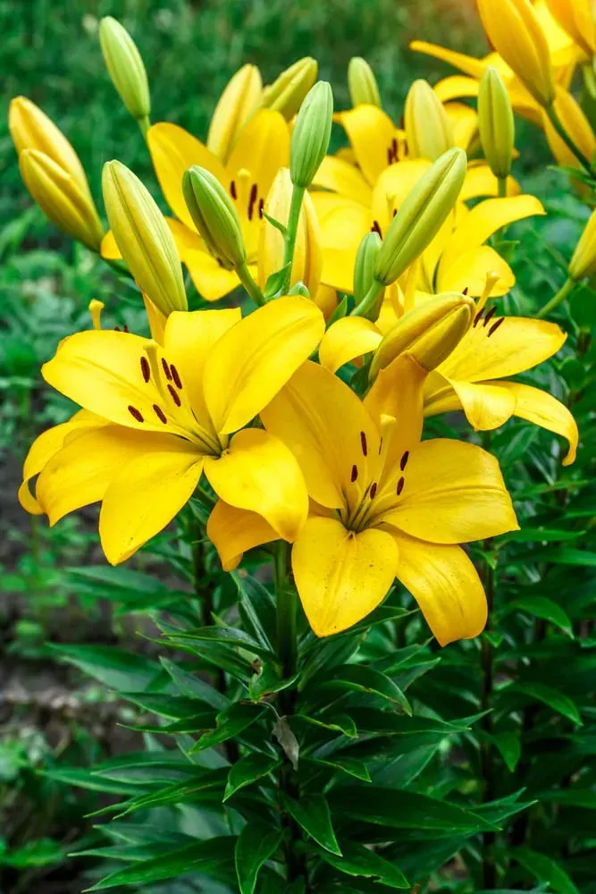 Common Problems With Lily Bulbs And How To Solve Them