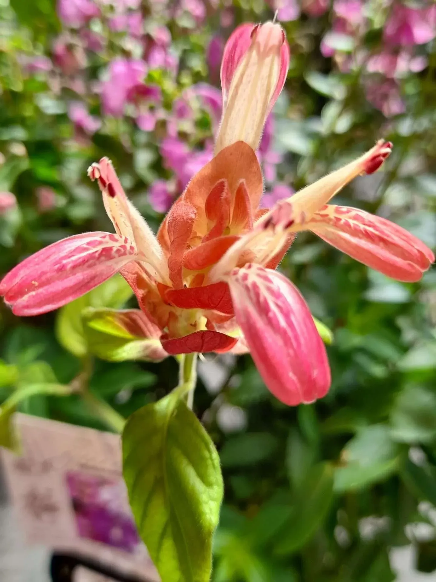 Container Lilies Planting And Care Tips