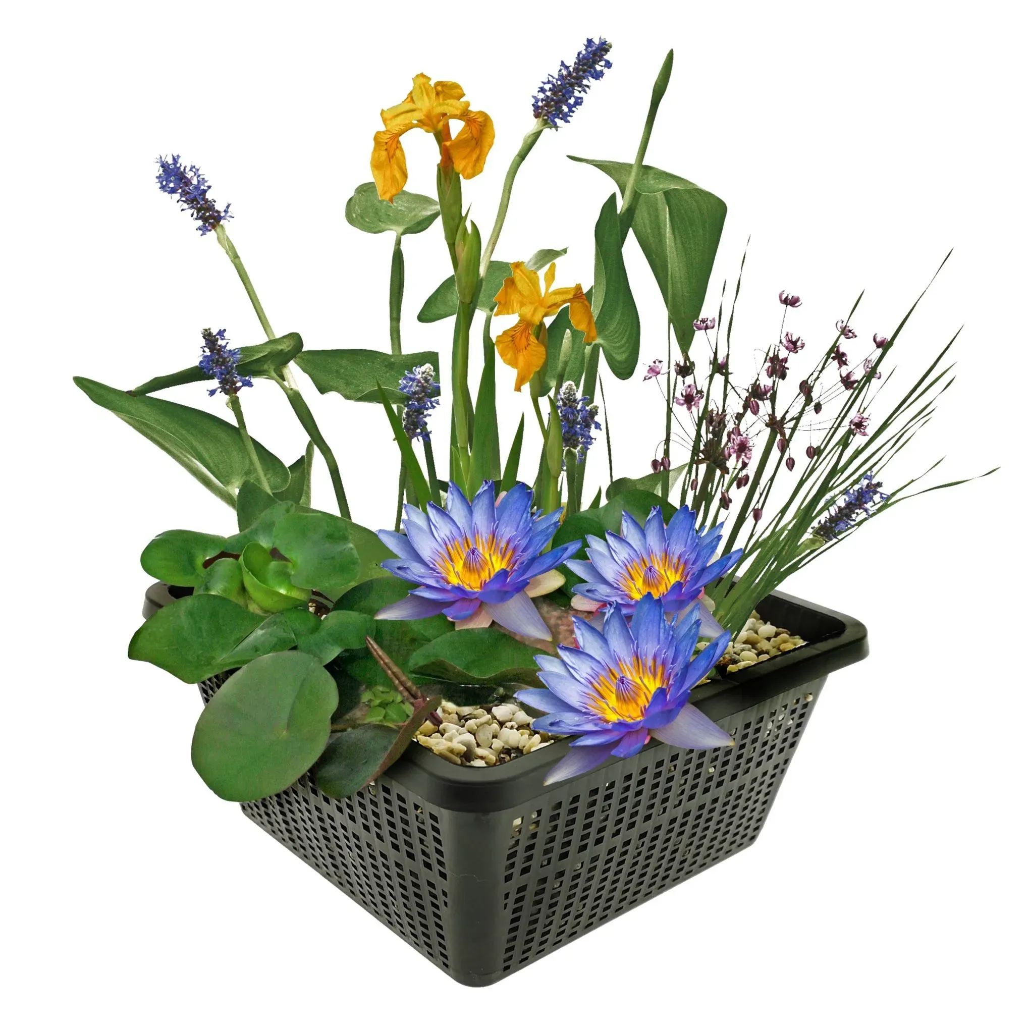 Container Lilies Troubleshooting Common Problems