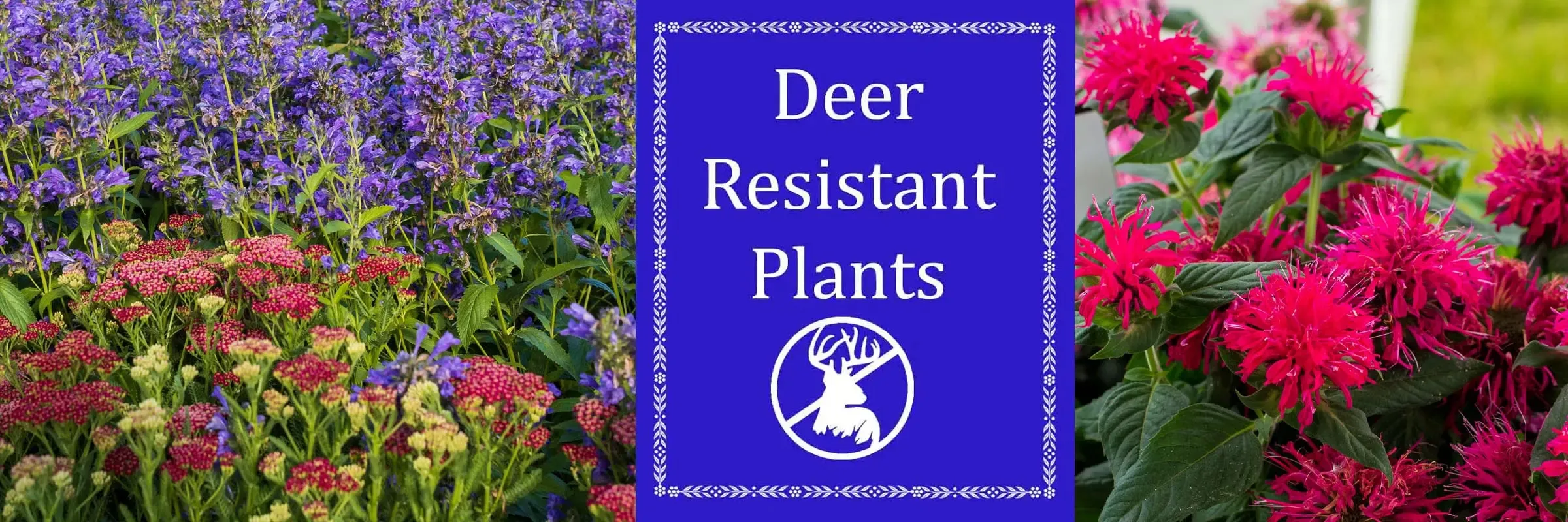 Creative Deerresistant Solutions For A Beautiful Yard