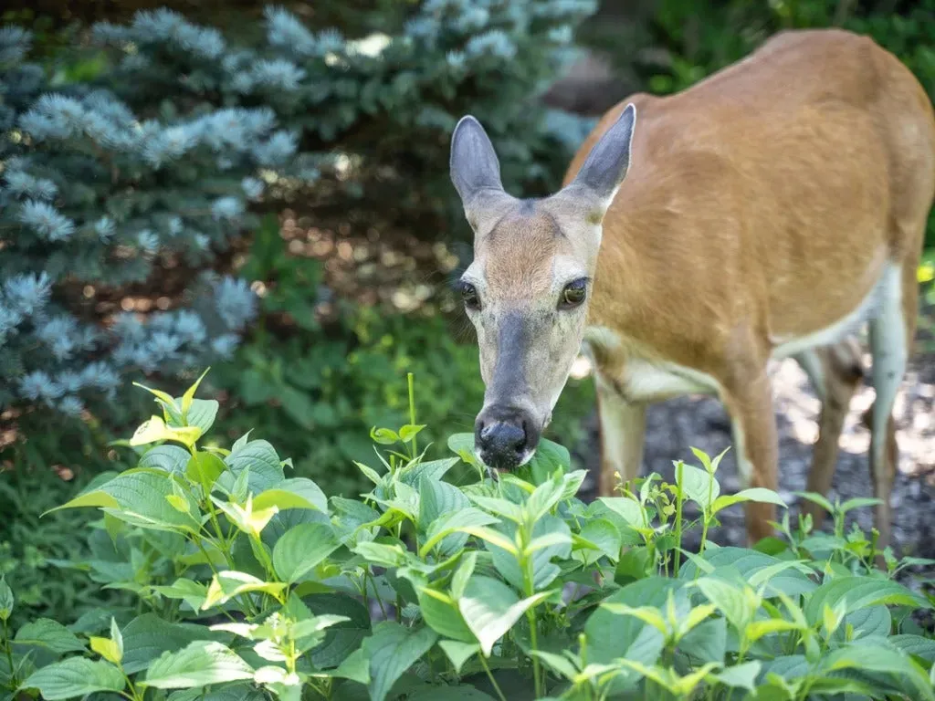 Deerresistant Landscaping Strategies For Your Home