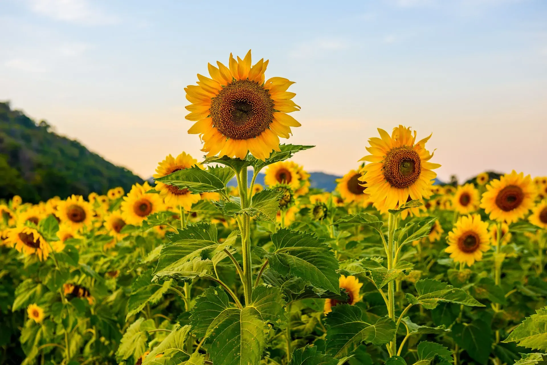 Flower Sizes: The Ultimate Guide To Picking The Perfect Bloom