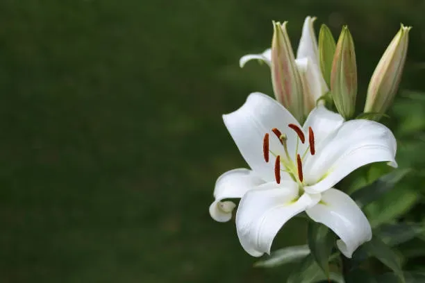 Growing And Caring For Your Candidum Lilies