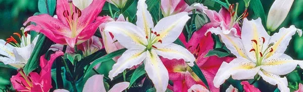 Growing Trumpet Lilies In Containers Tips And Tricks