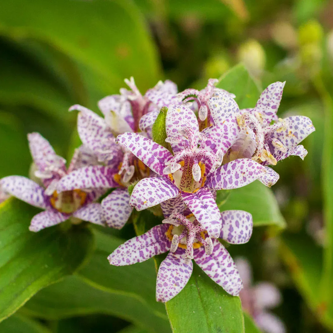 How To Apply Fertilizer For Lilies