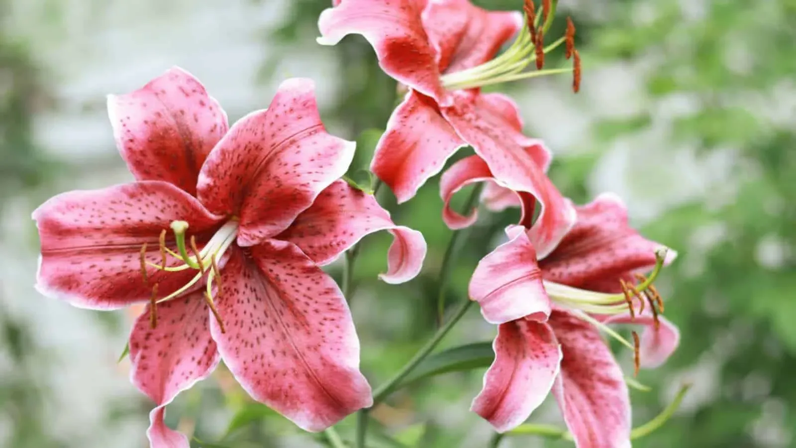 How To Grow Amazing Tiger Lilies With 7 Essential Tips