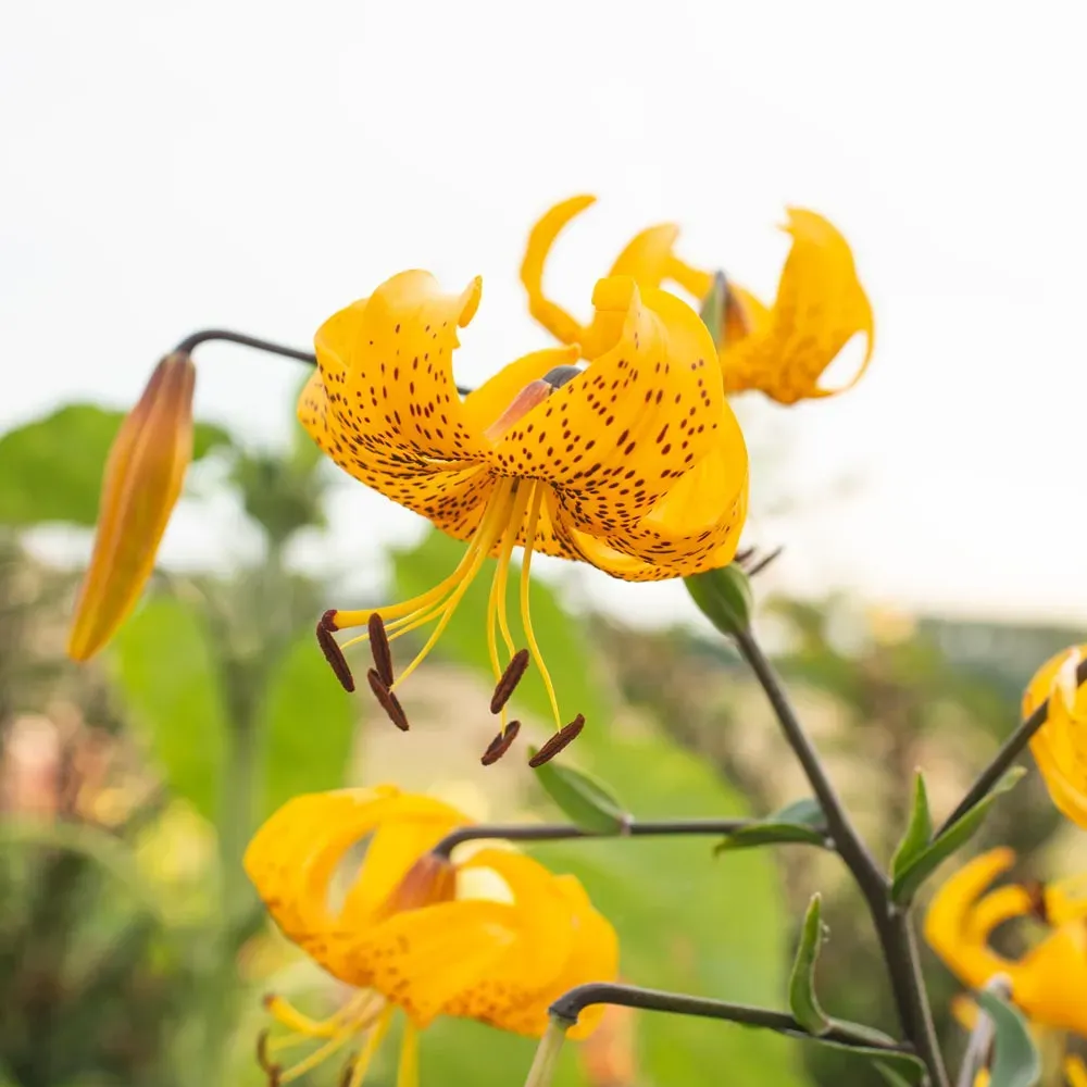 How To Grow Amazing Tiger Lilies With 7 Essential Tips - Lilyflower