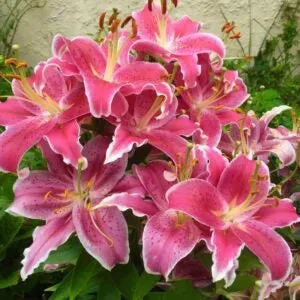 How To Plant And Care For Asiatic Lilies