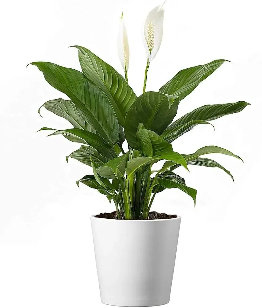 Indoor Lily Care: 7 Easy Tips For Lush, Healthy Plants