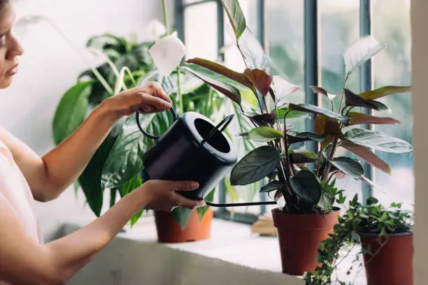 Mastering Indoor Lily Care Watering Fertilizing And Potting