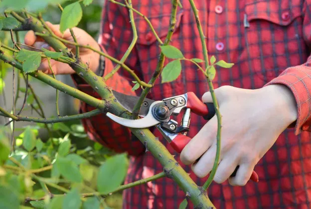 Mastering The Art Of Pruning With Your Shears