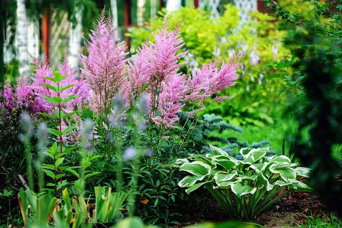 Planting And Caring For Shade Tolerant Lilies A Step By Step Guide