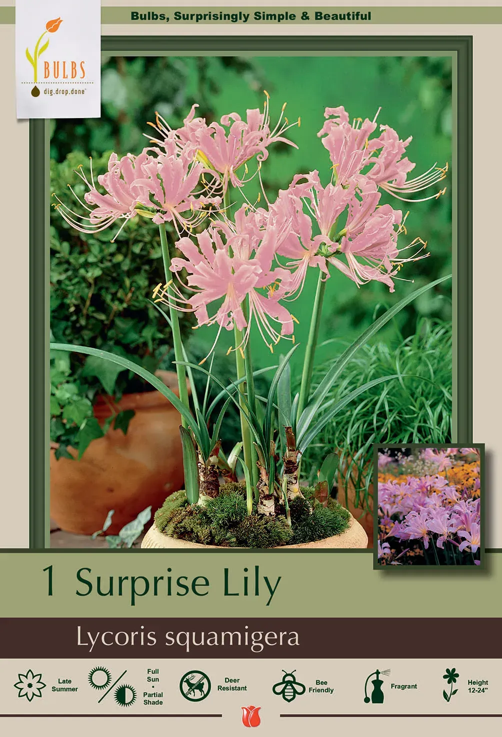 Planting Lily Bulbs Step By Step Guide