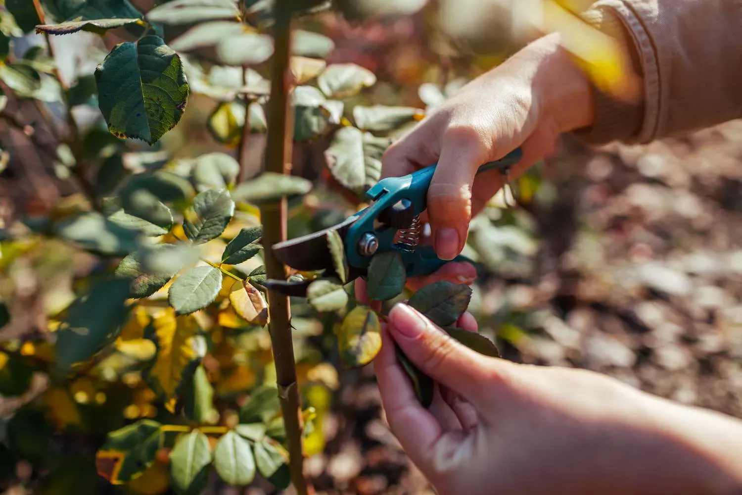 Pruning Shears Safety Tips And Best Practices