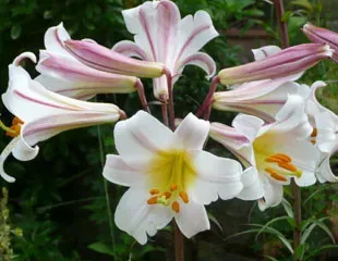 Scented Lilies A Fragrant Introduction