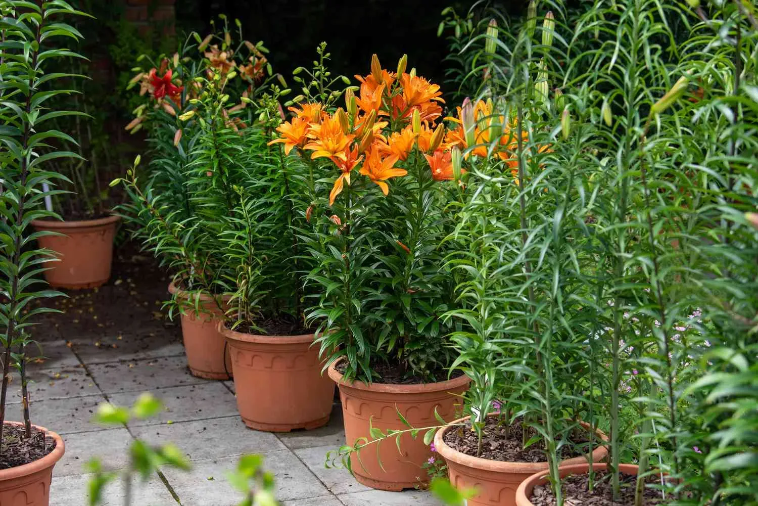 Tall Lilies Troubleshooting Common Problems