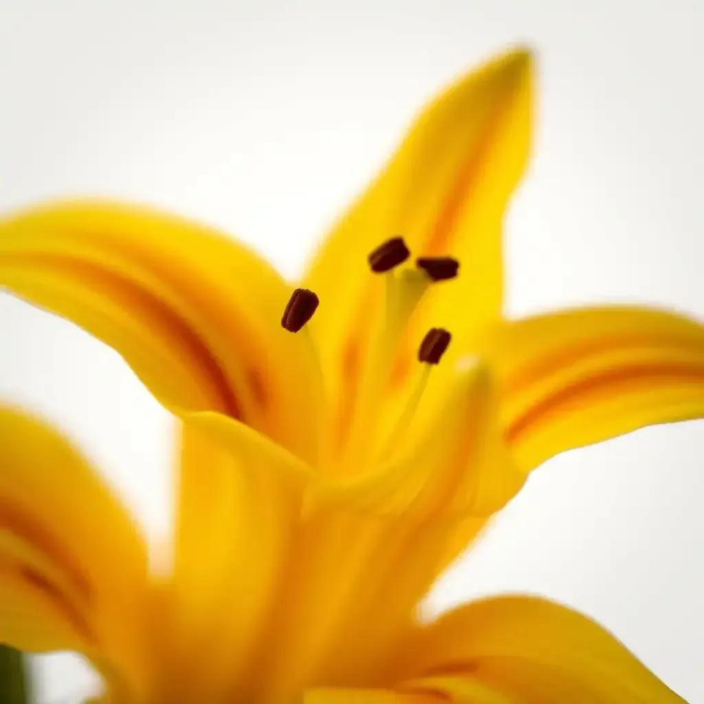 The Allure Of The Yellow Tiger Lily Flower A Closer Look