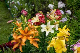 The History And Symbolism Of Candidum Lilies