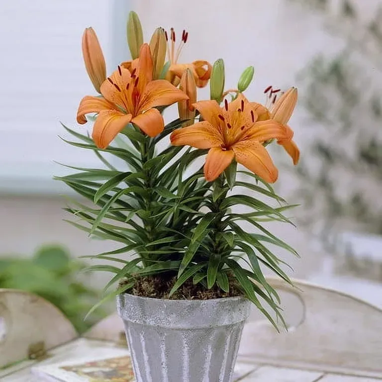 The Symbolism And History Of Tiger Lilies