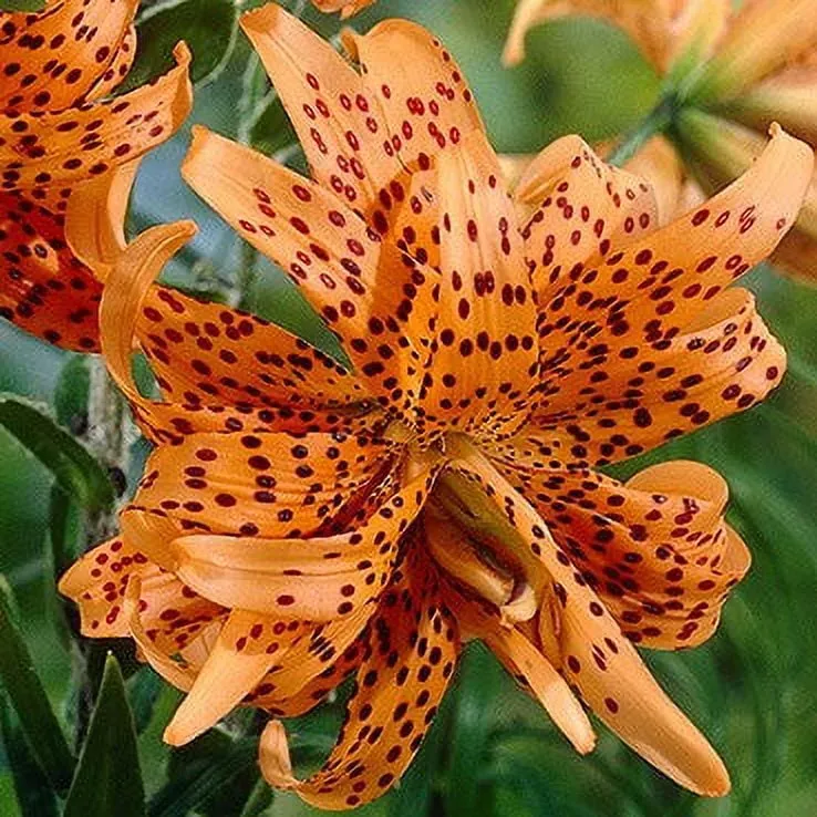 Tiger Lilies In Art And Culture