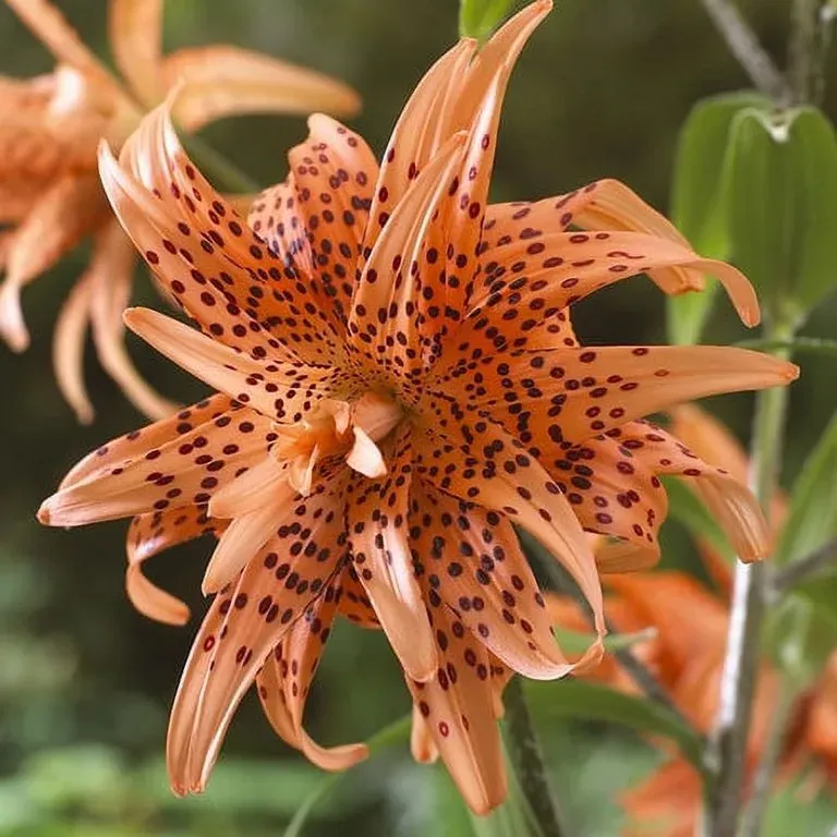 Tiger Lily Care Tips For A Thriving Garden