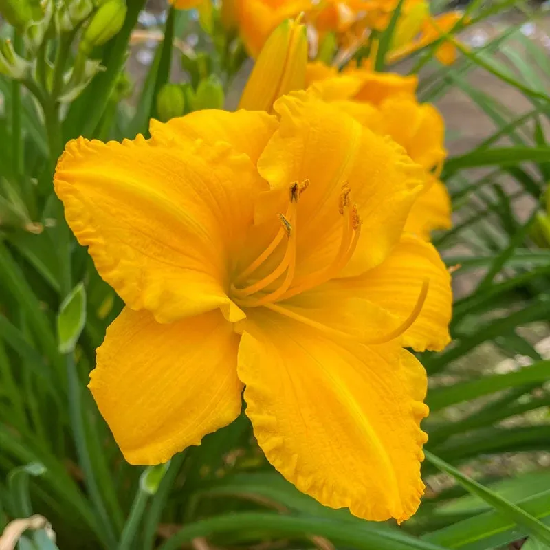 Tips For Maintaining Healthy Lilies With Fertilizer