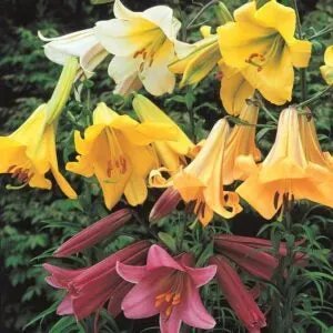 Trumpet Lilies Care And Planting Guide