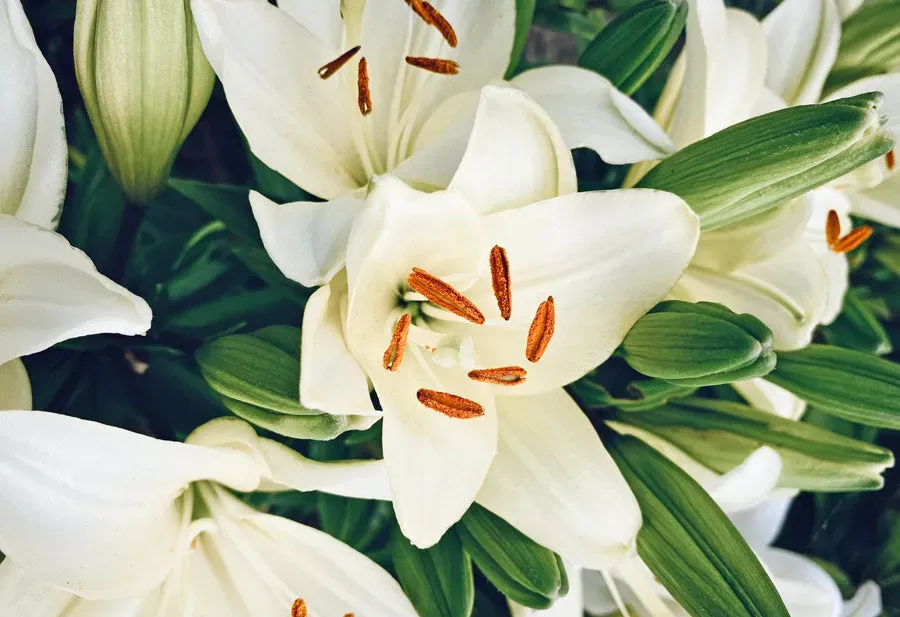 Trumpet Lilies Varieties And Their Characteristics