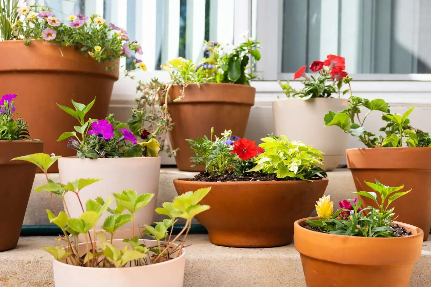 Using Pots And Containers For Gardening Success